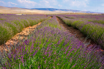 Obraz na płótnie Canvas Lavender Field. Beautiful violet lavender flowers in the lavender garden.