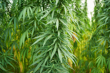 marijuana leaves cannabis plants in the farm background