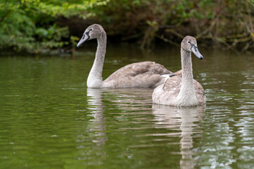 Juvenile mute swan cygnet