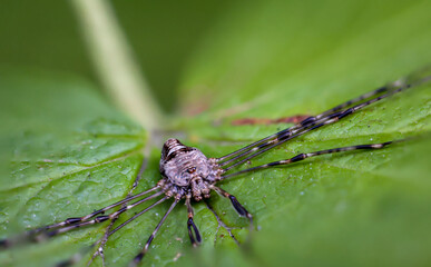Nahaufnahme einer Phalangiidae Euponoi Opiliones Dicranochirus Caudatus. Sie gehört zu den Weberknechten, Spinnentieren, Havestman.