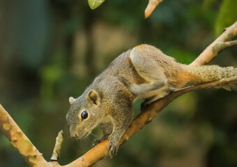 squirrel on tree