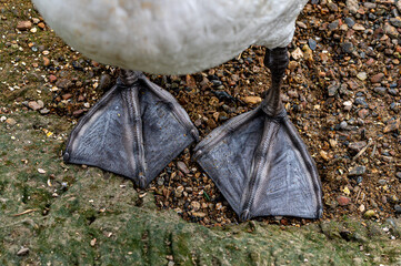 Webbed feet of adult mute swans © Anders93