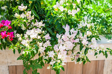 flowers in the garden