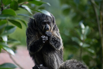 Close up of a white-faced saki (Pithecia pithecia) against a blurry background, eating a berry