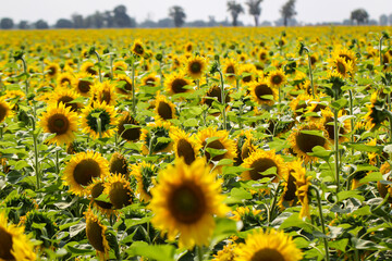 Sonnenblumen auf einem Feld. Der Samen dient der Ölproduktion.
