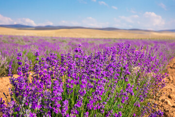 Lavender Field. Beautiful violet lavender flowers in the lavender garden.