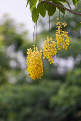 The Yellow orderly flowers of the sausage tree