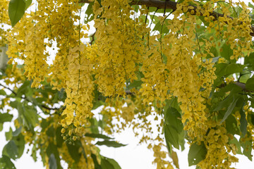 The Yellow orderly flowers of the sausage tree