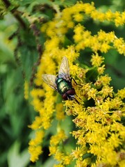 fly on a flower