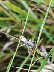 Grasshoper sitting on a blade