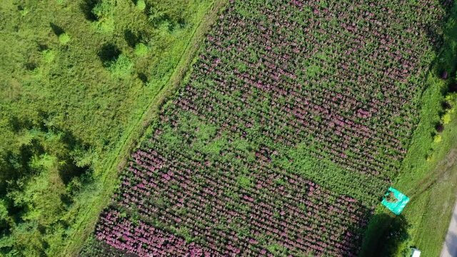 Harvesting of echinacea (Echinacea purpurea). Aerial view.