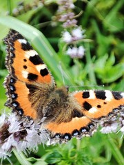 butterfly on a flower