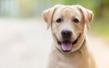 Closeup photo of an Adorable Labrador Retriever dog