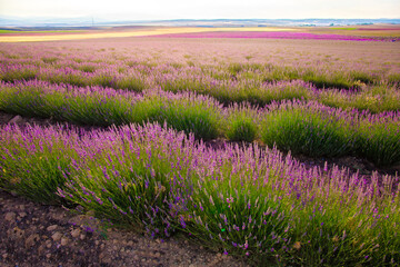 Fototapeta premium Lavender Field. Beautiful violet lavender flowers in the lavender garden.