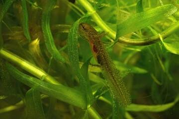 Closeup on an aquatic larval Carpathian newt, Lissotriton montandoni