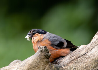 Closeup shot of a Eurasian bullfinch bird on a branch