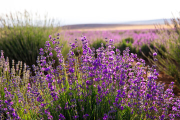 Lavender Field. Beautiful violet lavender flowers in the lavender garden.