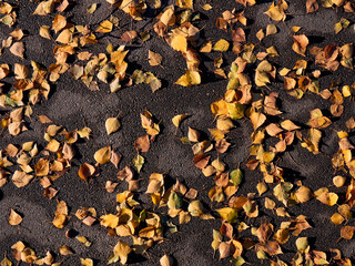 Dry yellow leaves on the asphalt in the sunny autumn.