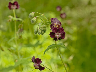 Green buds and dark violet flowers of a dusky cranesbill plant in the gaden, selective focus on a...