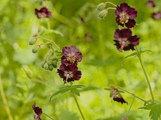 Green buds and dark violet flowers of a dusky cranesbill plant in the gaden, selective focus on a green bokeh background