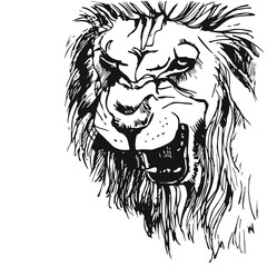 vector realistic black and white drawing of a roaring lion head isolated on white background. imitation of a black ink drawing. Useful for tattoo, poster, zoo, safari, nature reserve, t-shirt printing