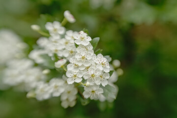 Bright white hawthorn blossoms in spring - crateagus