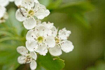 Obraz na płótnie Canvas Bright white hawthorn blossoms in spring - crateagus