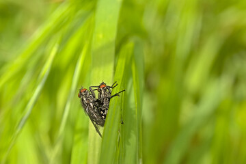 copulating flies on a green bokeh background