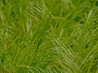 Fototapeta premium Nature background of sunny green flowering high wild grass, close up, selective focus, full frame 