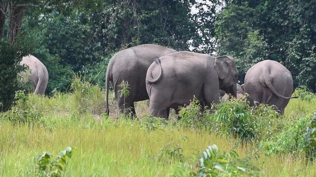 Seen from their back swinging their tails, Khao Yai National Park, Thailand