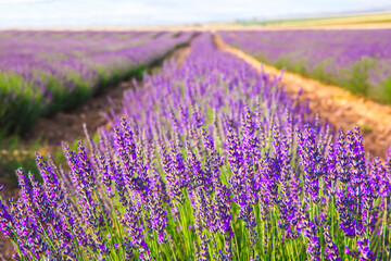 Fototapeta na wymiar Lavender Field. Beautiful violet lavender flowers in the lavender garden.