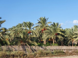 Date palm, Phoenix dactylifera, with many sweet fruits and a background of blue sky