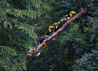 Group of Great Hornbills eating fruit in the jungle.  