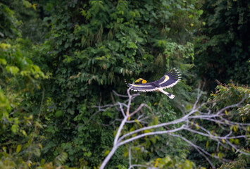 Great Hornbill flying in the jungle.  