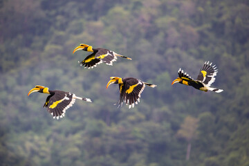 Group of Great Hornbills flying in the jungle.  
