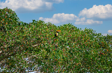 Great Hornbill eating fruit in the jungle.  