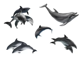 Schilderijen op glas Beautiful grey bottlenose dolphins on white background, collage © New Africa