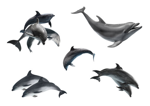 Beautiful grey bottlenose dolphins on white background, collage