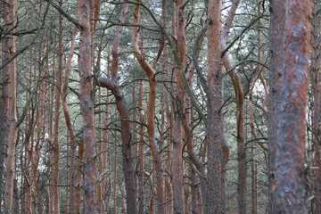 Obraz premium Scary pine forest