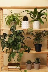 Beautiful houseplants and books on shelving unit near beige wall