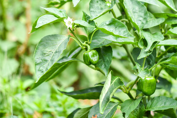 Little green peppers growing in a natural bio garden. Selective focus.