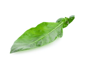 Morinda citrifolia leaf, isolated on white