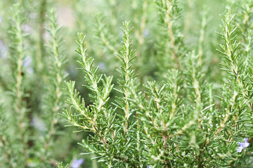 .Rosemary growing in a natural bio garden. Selective focus.