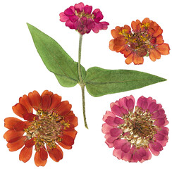 Pressed and dried flowers zinnia. Isolated on white background. For use in scrapbooking, floristry...