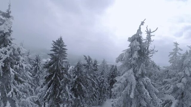 Aerial view of a fabulous winter mountain landscape close-up. Smooth flight between snow-covered trees. Ukraine, Carpathian Mountains. Filmed on FPV drone.