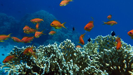 Plakat Sea Goldie. The most common antias in the Red Sea. Divers see him in huge flocks on the slopes of coral reefs.