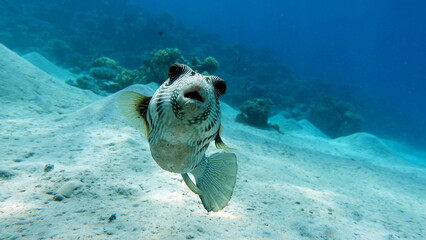 Spiny puffer (Rus) - Whitespotted puffer (Eng) - Arothron hispidus (Lat) (family Tetraodontidae) -...