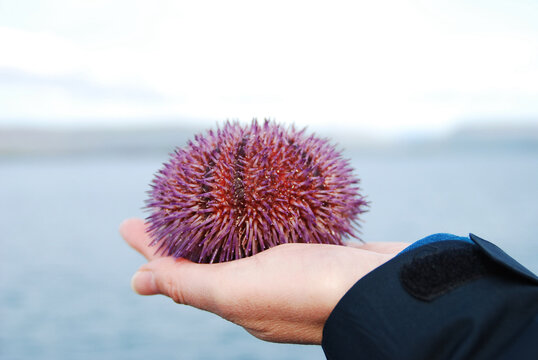 Violet sea urchin on palm of the hand with the sea and sky in the background. Lateral view