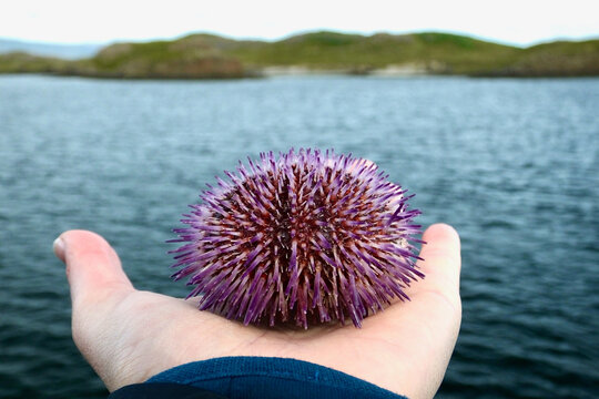 Violet sea urchin on palm of the hand with the sea and an island in the background. Front view
