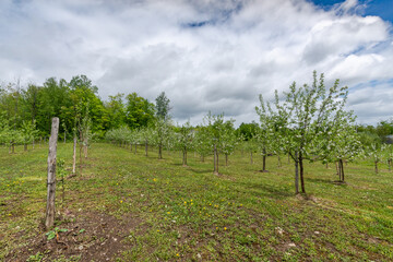 Fototapeta na wymiar apple tree blooming in an orchard-4